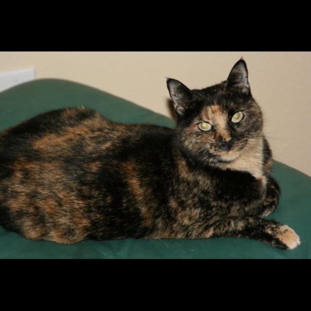 Meet your Posher, Carolyn